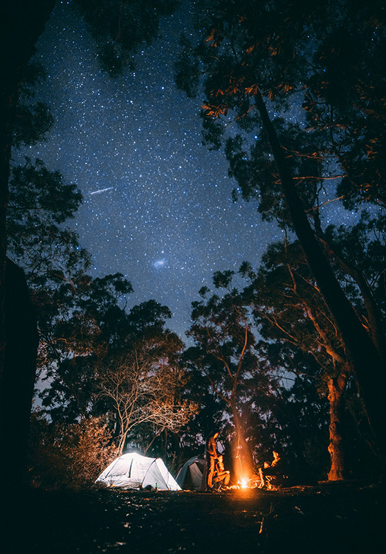 A campfire in a forest at night. A clear, starry sky overhead