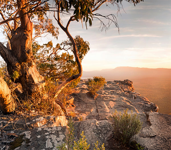 A tree grows on a rocky outcrop with a valley below