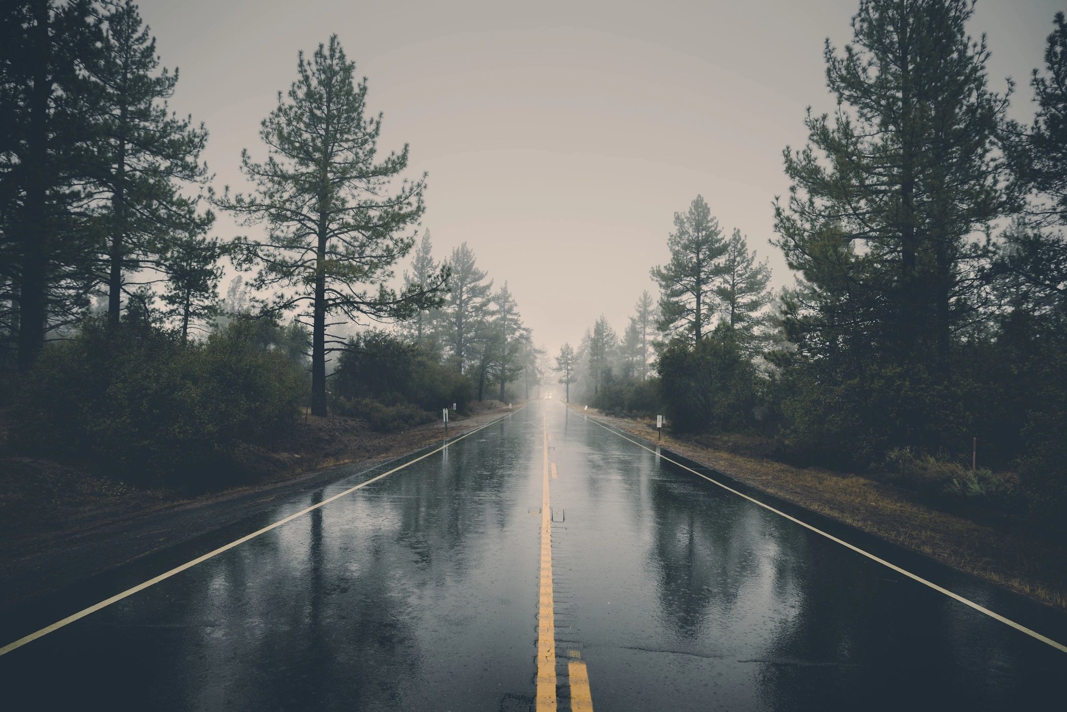A wet road flanked by tall pine trees